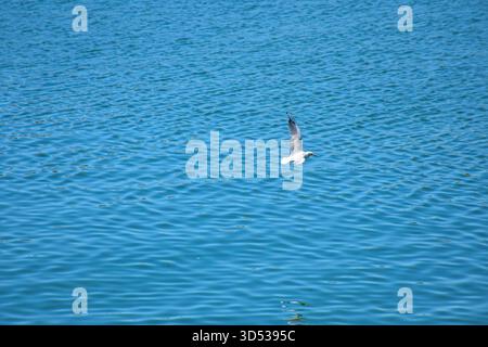 Grazioso gabbiano che scivola sulle limpide acque del Danubio, le ali si spalancano mentre la luce del sole evidenzia riflessi ondulati in tranquille tonalità blu. Foto Stock