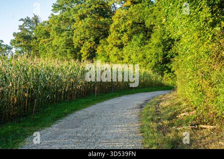 Un sentiero di ghiaia si snoda attraverso una lussureggiante foresta verde con campi di mais. Foto Stock