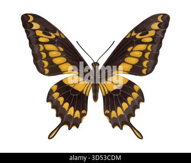 Papilio thoas farfalla acquerello con ali aperte simmetriche isolate su sfondo bianco, insetto tropicale dettagliato, stile acquerello. Illustrazione Vettoriale