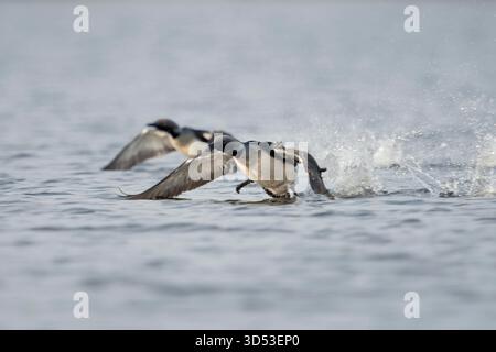 Loon dalla gola nera / Loon artico / Prachttaucher ( Gavia arctica ), decollo da un lago, in azione, che scorre sopra l'acqua, Svezia. Foto Stock