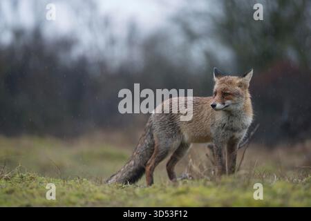 Volpe rosse / Rotfuch ( Vulpes vulpes ) che guardano indietro, su una radura ai margini di una foresta, con la pioggia, il tempo oppresso, tipica giornata invernale europea. Foto Stock