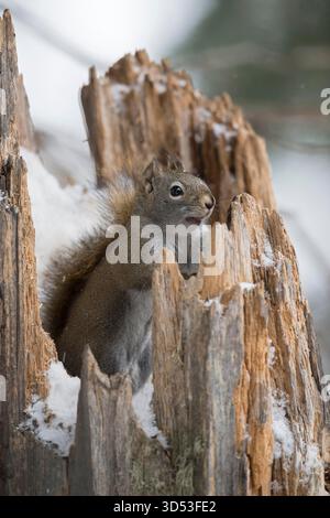 Scoiattolo rosso americano / scoiattolo di pino / Rothörnchen ( Tamiasciurus hudsonicus ), in inverno, seduto, nascosto, guardando fuori da un ceppo d'albero coperto di neve, Wyoming, USA. Foto Stock