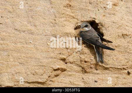 Sand Martin / Bank Swallow / Uferschwalbe ( Riparia riparia) si trova al suo buco nido in un pendio di una fossa di sabbia, fauna selvatica, Europa. Foto Stock