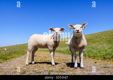 Due piccoli agnelli bianchi in piedi che guardano l'uno accanto all'altro su una diga di argini sull'isola di Terschelling Foto Stock