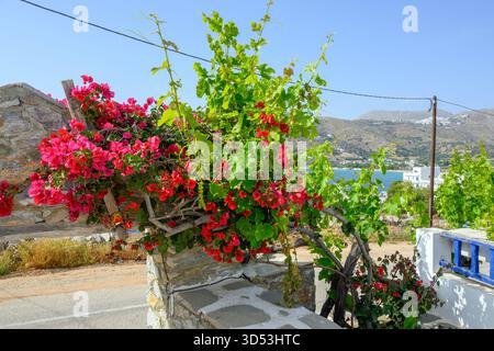 Fiori di bouganville in fiore sulla strada di Aegiali. Isola di Amorgos, Cicladi, Grecia Foto Stock