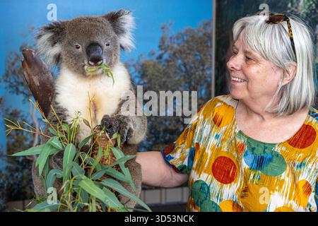 Un visitatore che gode di un'esperienza ravvicinata di un koala al Caversham Wildlife Park di Whiteman vicino a Perth, Australia Occidentale, WA, Australia Foto Stock