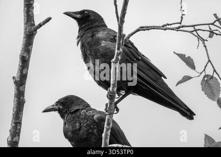 Un paio di Crows che hanno una riunione. Due corvi seduti su un ramo, immagine scattata in bianco e nero. Foto Stock