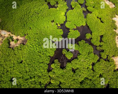 Fitta tettoia della foresta di mangrovie con canali tortuosi di acqua scura. Siargao, Filippine. Foto Stock