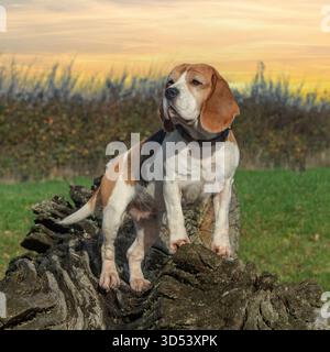 cane beagle che posa su un tronco al tramonto Foto Stock