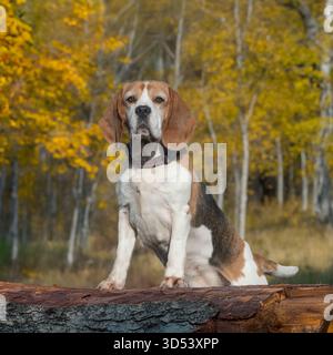 cane beagle in piedi su un tronco in foglie autunnali Foto Stock