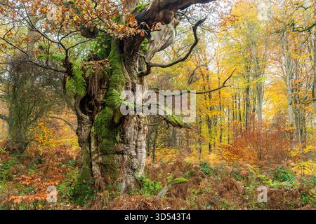 Vista dell'antica quercia, il suo tronco noioso rivestito di muschio verde vibrante, si erge sentinella in mezzo a una foresta piena di colori autunnali, Savernake Forest, Mar Foto Stock