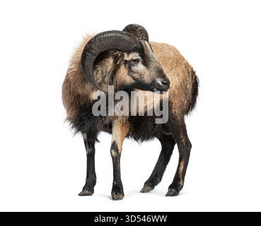 Pecore del Camerun in piedi e guardando indietro, isolate sul bianco Foto Stock