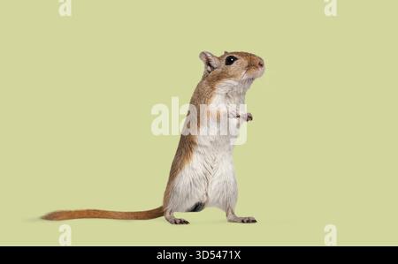 Gerbil in piedi sulle zampe posteriori guardando in alto, mostrando un'espressione attenta e curiosa Foto Stock