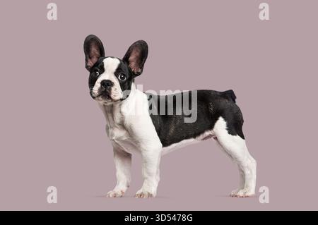 Cucciolo Bulldog francese che mostra caratteristiche di razza pura sullo sfondo di uno studio Foto Stock