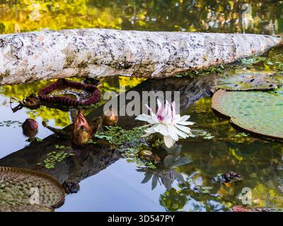 Victoria amazonica nel Parco naturale Victoria Regia Reserva vicino a Leticia. Famiglia Nymphaeaceae di ninfee. Amazzonia. Foresta pluviale amazzonica, Colombia, quindi Foto Stock