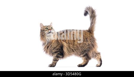 Giocoso tabby europeo dai capelli lunghi che cammina e guarda curiosamente in alto, isolato su sfondo bianco Foto Stock