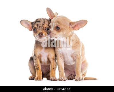 Due adorabili cuccioli di chihuahua seduti insieme, che sembrano curiosi e giocosi su uno sfondo bianco Foto Stock