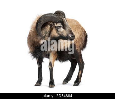 Pecore del Camerun in piedi e guardando indietro, isolate sul bianco Foto Stock