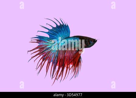 Betta è un pesce combattente siamese, che mostra pinne blu e rosse su un solido sfondo viola Foto Stock