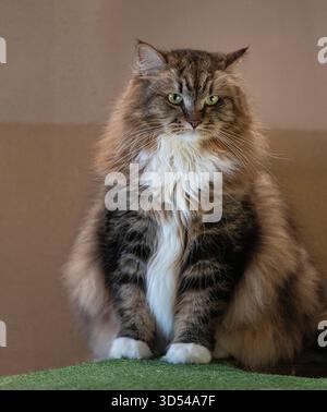 Adorabile gatto siberiano seduto maestosamente, con il suo lussuoso cappotto a pelo lungo e lo sguardo accattivante Foto Stock