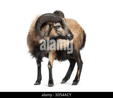 Pecore del Camerun in piedi e guardando indietro, isolate sul bianco Foto Stock