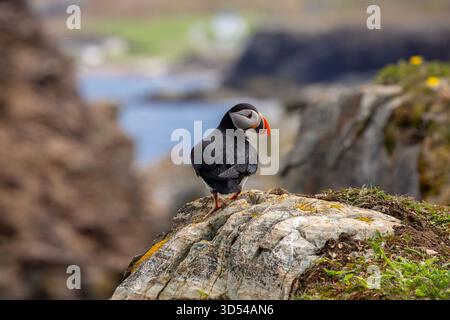 Una puffin atlantica su un terreno roccioso che si affaccia sull'oceano Atlantico a Elliston, Terranova Foto Stock