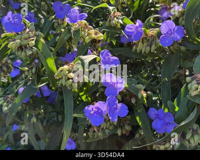 Tradescantia virginiana è la verga della Virginia. Foto Stock