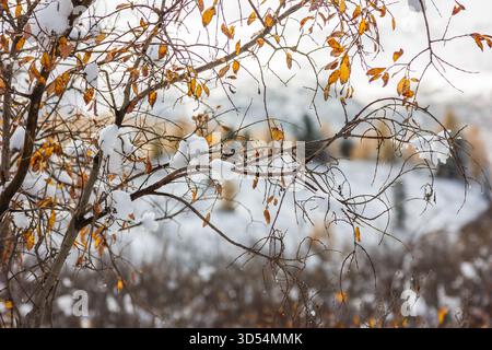 Foglie dorate e rami sottili ricoperti di neve fresca sulle montagne dell'Altai. Una composizione naturale morbida e delicata Foto Stock