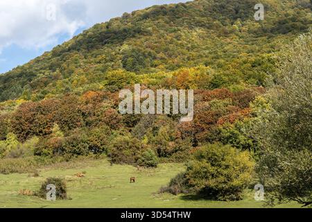 Cavalli su pascolo verde di fronte alla foresta autunnale di Tirana, Albania Foto Stock