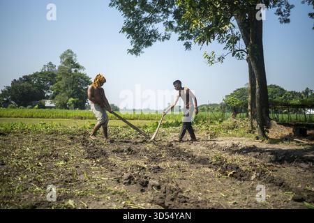 Due agricoltori arano insieme un campo in una giornata di sole in un ambiente rurale: Netrokona, Dacca, Bangladesh Foto Stock