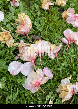 Petali di ciliegio rosa tenui che tappezzano i sentieri di Central Park. Foto Stock