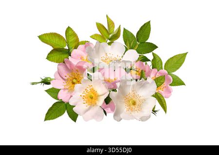 Composizione floreale festiva (collage). Fiori di rosa, foglie verdi e gemme isolate su un bianco. Foto Stock