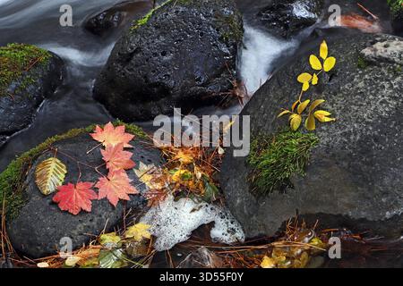 Una collezione di foglie autunnali cadute, tra cui salice e acero di vite, che diventano rosse e gialle sul bordo di un piccolo torrente di montagna, nella Cascade Mo Foto Stock