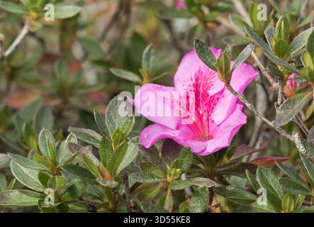 Un fiore rosa brillante del genere Azalea Rhododendron che fiorisce tra foglie di verde scuro all'aperto in una luce naturale soffusa Foto Stock