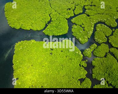 Macchie di foresta di mangrovie circondate da tortuosi canali d'acqua blu che formano motivi naturali. Siargao, Filippine. Foto Stock