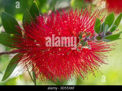 Citrino di Callistemon bellissimo fiore rosso, primo piano del fiore dell'albero del pennello cremisi su sfondo sfocato. Pianta ornamentale, un cespuglio con soffici deli Foto Stock