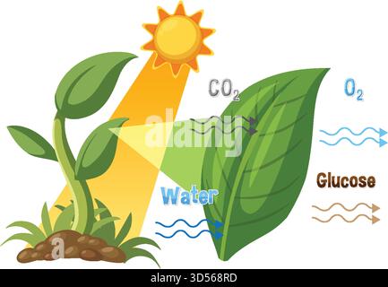 Illustrazione vettoriale della fotosintesi che mostra luce solare, foglie, acqua, anidride carbonica, ossigeno, e glucosio Illustrazione Vettoriale