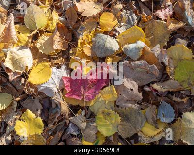 Foglie cadute a terra nella foresta, Quebec, Canada Foto Stock