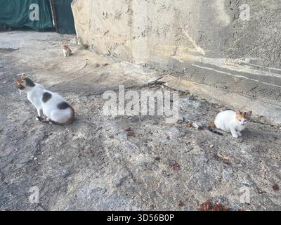I tre gatti di strada riposano alla luce del sole Foto Stock