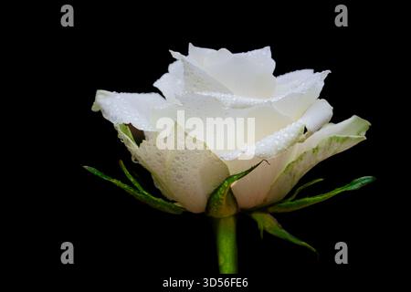 Primo piano di una rosa bianca con una piccola goccia d'acqua. Lo sfondo nero lo rende adatto per un invito funebre. Foto Stock