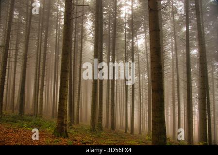 mistica foresta nera nel tardo autunno Foto Stock