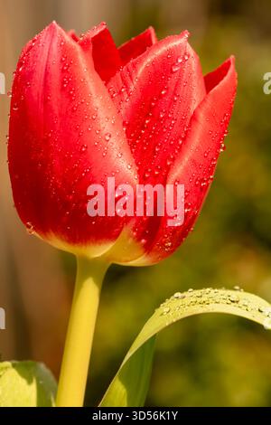 primo piano di un tulipano alla luce del sole del mattino con piccole gocce sui petali rossi del fiore Foto Stock