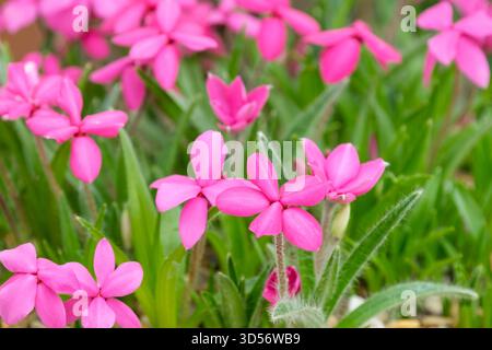 Rhodohypoxis baurii, pianta a stella rossa, foglie pelose, fiori rosa, Foto Stock