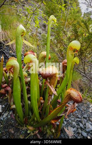 Cobra Lily californiana (Darlingtonia californica), pianta nell'habitat naturale della California settentrionale Foto Stock
