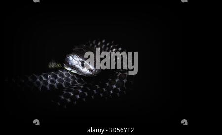 Tasmanian Tiger Snake, notechis scutatus humphreysi, in nero con copyspace. Un serpente velenoso endemico della Tasmania e trovato intorno all'acqua, come l'swa Foto Stock
