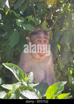 giovani scimmie siedono giocosamente su una recinzione sotto un cielo blu brillante. Le loro curiose espressioni e l'interazione naturale catturano un vivace momento di fauna selvatica Foto Stock