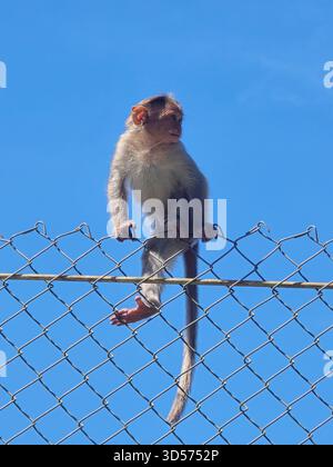 giovani scimmie siedono giocosamente su una recinzione sotto un cielo blu brillante. Le loro curiose espressioni e l'interazione naturale catturano un vivace momento di fauna selvatica Foto Stock