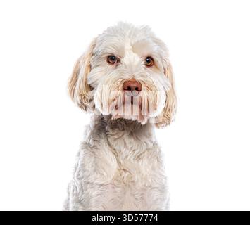 Ritratto del bellissimo Cobberdog australiano in posa su sfondo bianco Foto Stock