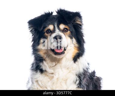 Primo piano di collie di confine che piangono e sorridono, isolato su uno sfondo bianco Foto Stock