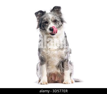 Adorabile cane da collie di confine seduto e leccato il naso, isolato su uno sfondo bianco Foto Stock